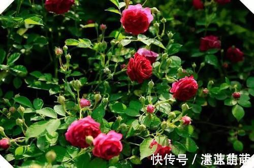 饮料|多喝水不如会喝水，“五个时间”是喝水的黄金时段，坚持做会健康