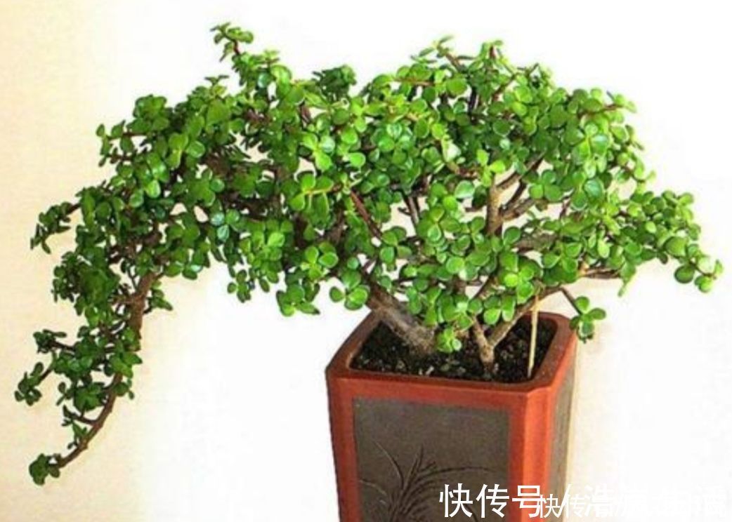 树形|金枝玉叶,养成造型优美的盆景,需要做好几个关键事项