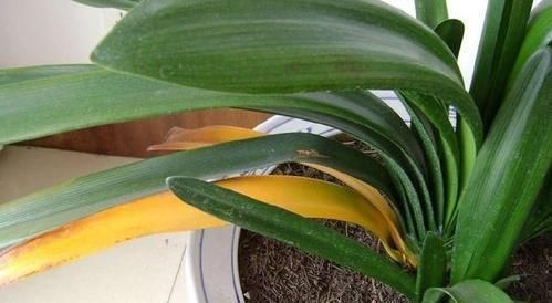 君子兰是多晒好,还是少晒好很多人弄反了,难怪黄叶不开花