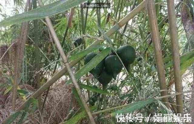 有一种植物,一结果就表示它周围的树也要死亡了!