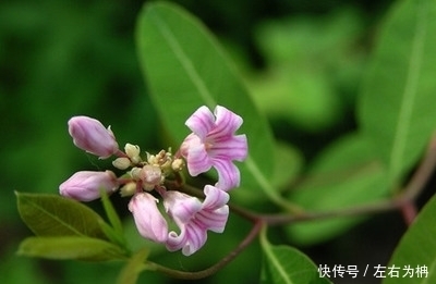 家里如果养了这种植物,不仅能美化家庭,它还是降血压的好东西