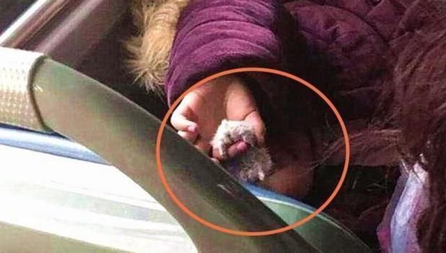 仓鼠|5岁女孩在公交车上,“恶心”行为引全车人不满,被妈妈带坏了