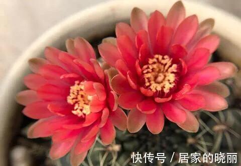 多肉植物算花吗