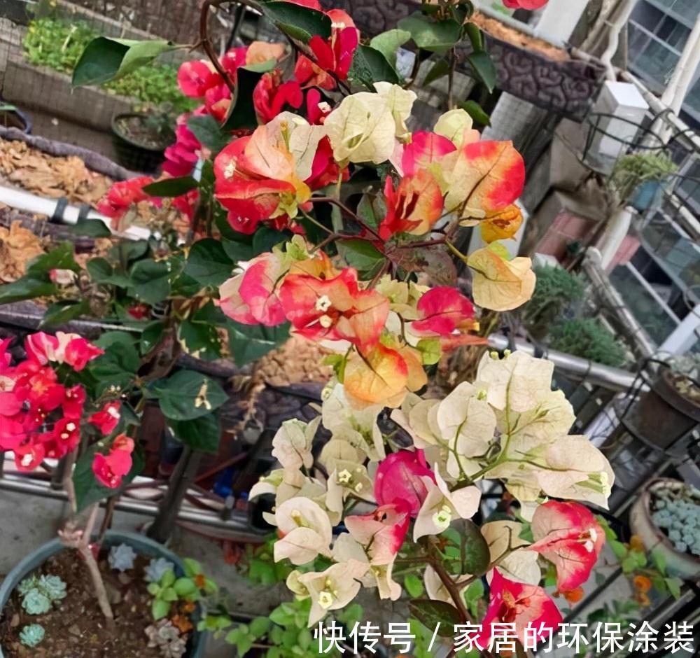 进入10月，建议扦插5种花，温度适宜利于生根，成活率直线上升