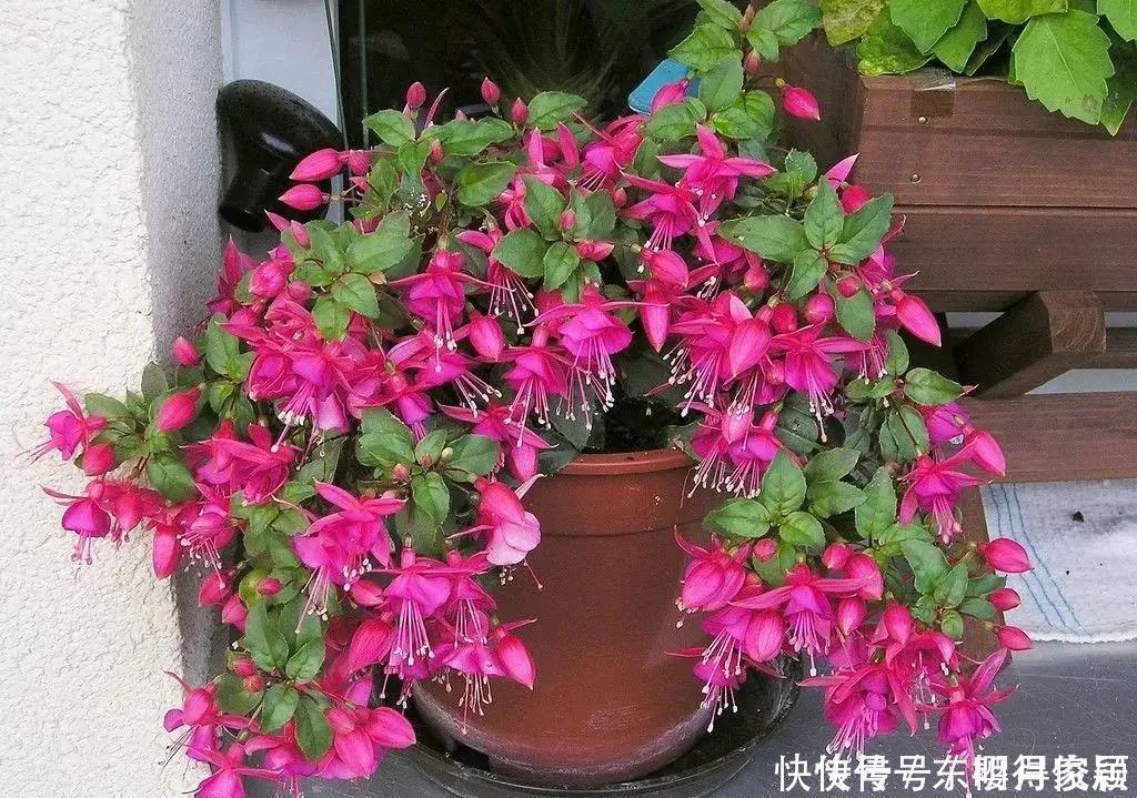 养花|这些“赔钱花”再漂亮也不要养,新手养殖要避开,不然越养越糟心