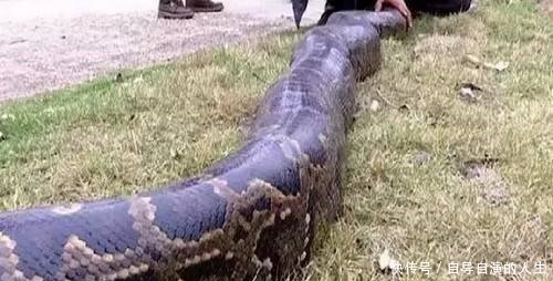 太尉|此人当众人面说自己不怕蛇,结果刚说完蛇出来吓得屁滚尿流的跑了!