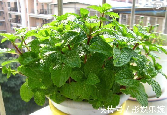 有香味的花卉盆栽有哪些养上几盆家里就不用买清新剂了！