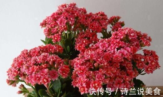 冬天养长寿花、茶花，盆里丢点“它”，肥力大还透气，花开爆盆！