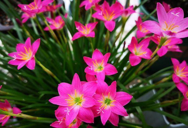 天竺葵|3种花好养易活颜值高，开花爆盆很简单，满树都是花朵