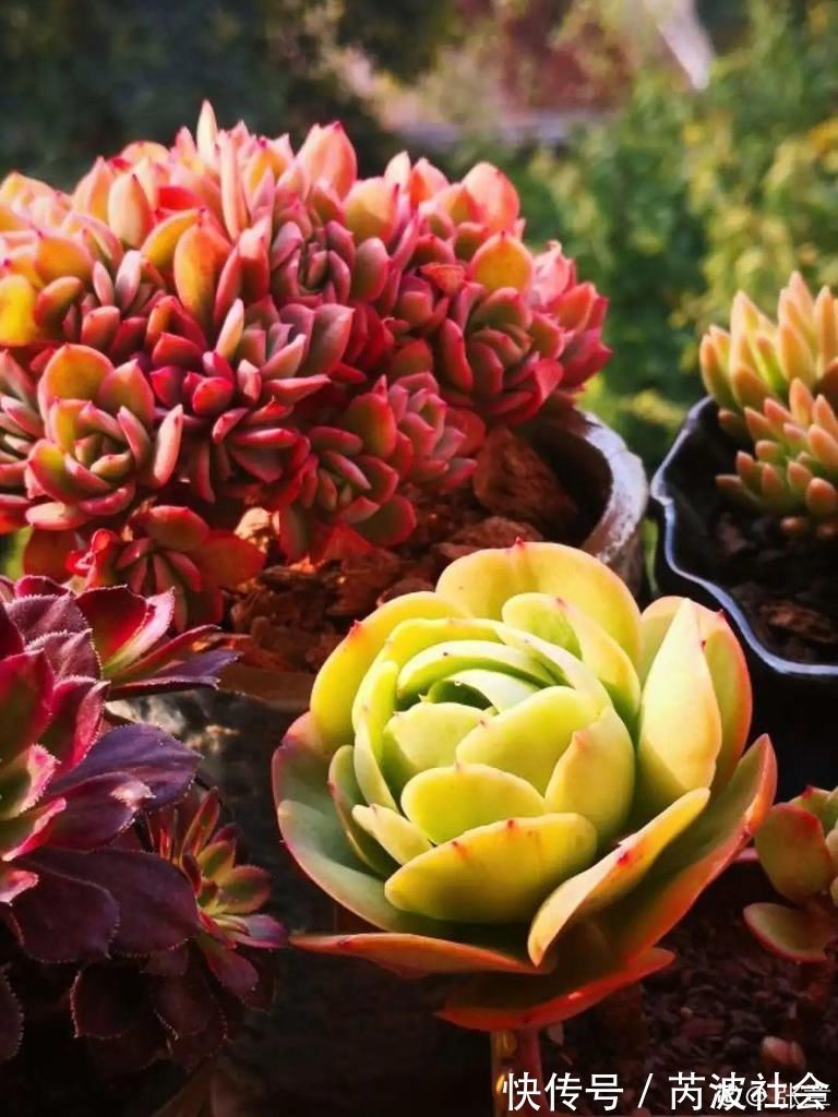 寒潮过后，多肉美出天际，颜色鲜艳明亮，真馋人！