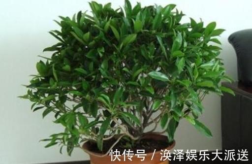 植株|矮化茉莉的手法，只需这里“剪一下”，植株矮壮，发满“花芽”