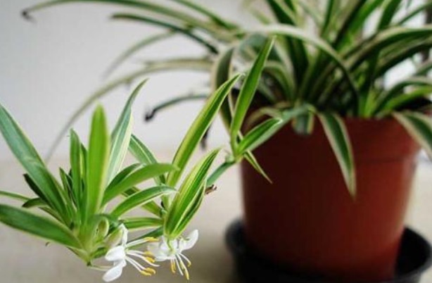 养好金边吊兰,几个细节要做好,叶片不干不焦枯,爆盆挂满小吊兰