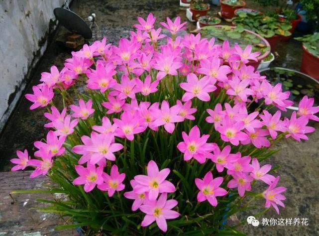 这种球乱养都能活,丢盆里1个月开花,开花太惊艳