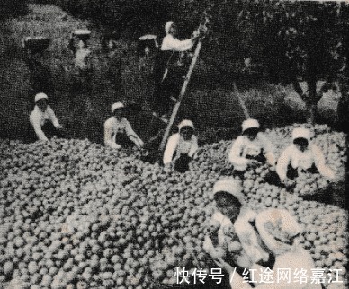 花尾榛鸡|老照片70年代的长白山下 美丽而富饶