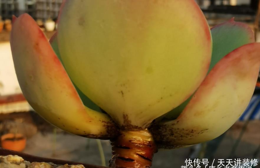 茎秆|多肉底部的枯叶该摘掉吗?当然要摘,但有些品种的枯叶不能全摘