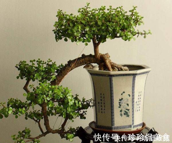 金枝玉叶使劲晒太阳，枝干木质化，养成盆景价值翻倍