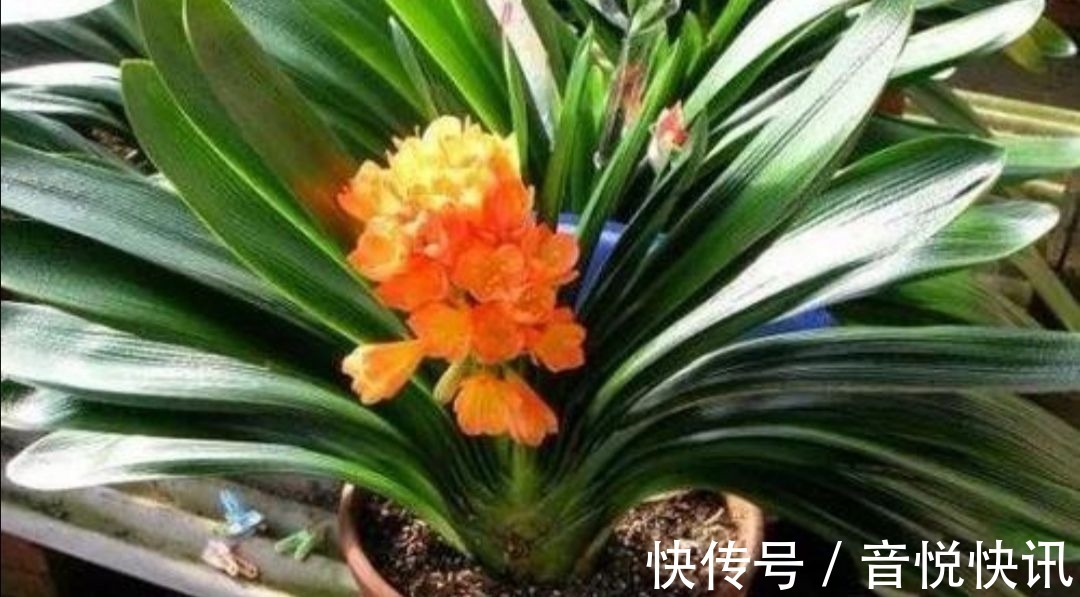 养花|养君子兰不开花？教你2个“小绝招”，很快长出花箭