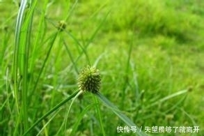 有一种草,打着蜈蚣的旗号,却有意想不到的功效!