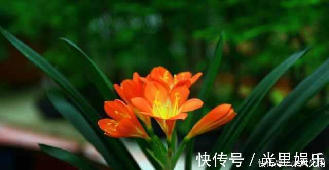 夏季|花匠严肃的说, 给君子兰这样洗个澡, 花苞蹭蹭长, 1年开花好几次!