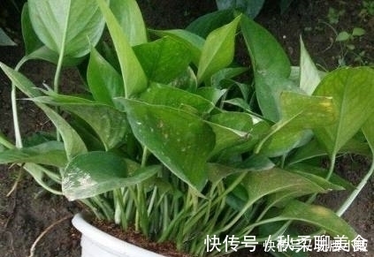 花卉|这几种花最适合贱养,越不管越容易开花爆盆,想养死都难