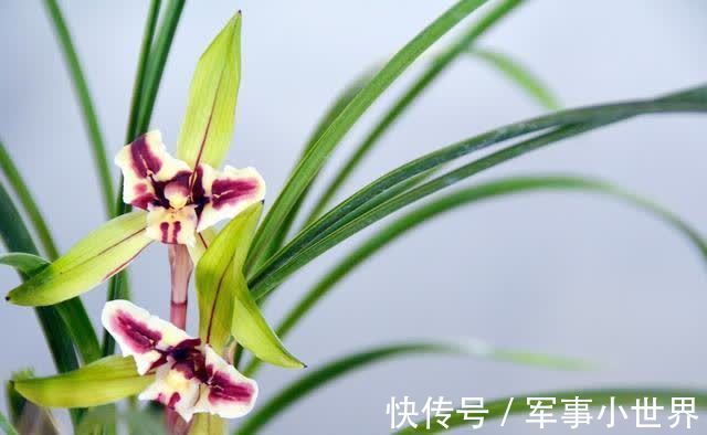 奥绿|兰花和其他花卉在养殖上有不同之处,需要做好这两个方面的工作