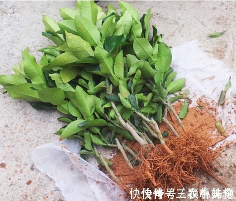 猕猴桃|阳台不要塞一大堆花盆了！学聪明女人种果树，好看又好吃