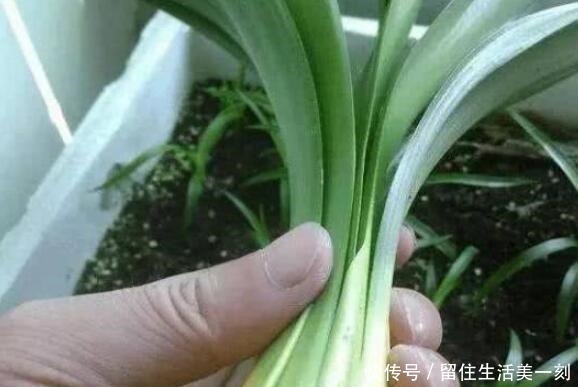 4种花适合在“冬天”扦插，不黑腐好成活，2月就能开满花！