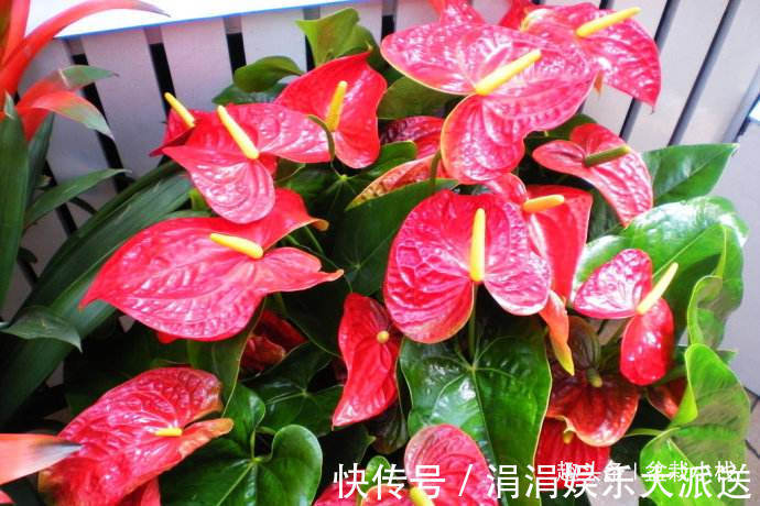 红掌|3种“喜庆花卉”,摆放在客厅,年味足观赏价值高,你在养吗