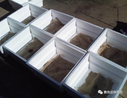 自制4种营养土,再也不板结烂根,大白根能挤破盆!