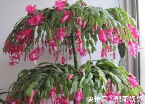 水蟹爪兰|蟹爪兰开花上百朵只因做对“4点”,学会7天喷1次“开花水”