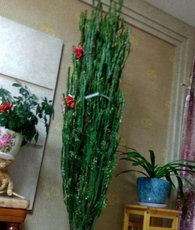 最适合新手养的4种花，镇宅又旺财，家里更清新，养在客厅上档次