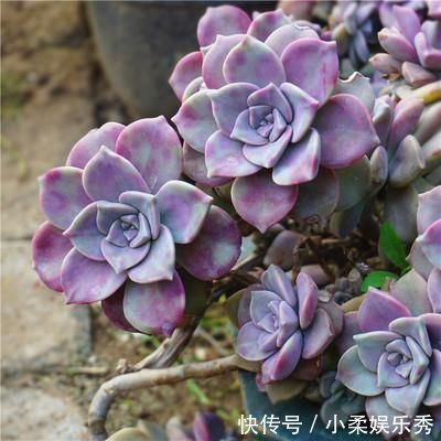 不怕晒的3种多肉，生命力强悍，轻松度夏，新手也能养好