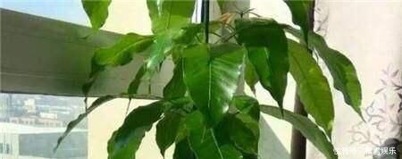 果子|两种水果，吃完籽儿留下，撒盆里，一年长成小盆栽，果子结满了