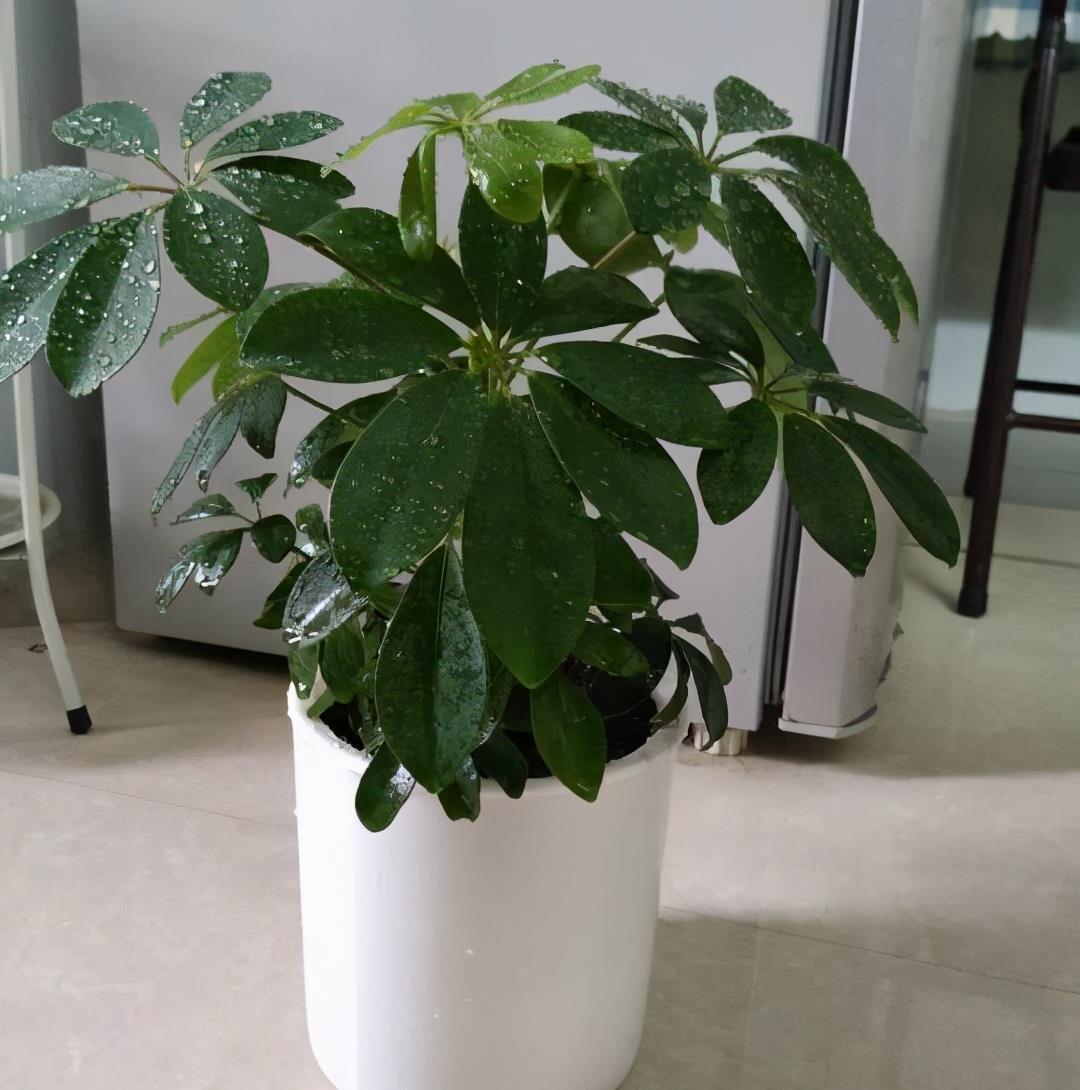 养鸭|养好鸭脚木，有“2点”挺关键，长势很好，枝叶油绿又茁壮