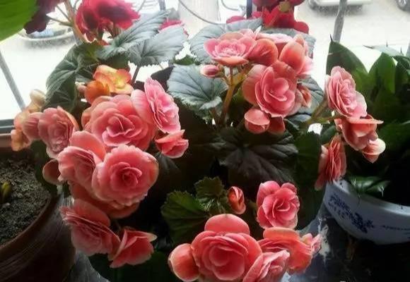 比月季还好看，比茉莉花期长，养盆丽格海棠，一年开花300天