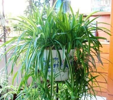 太阳花|这些盆栽花卉是家里最好养的,想养死都难赶紧养一盆