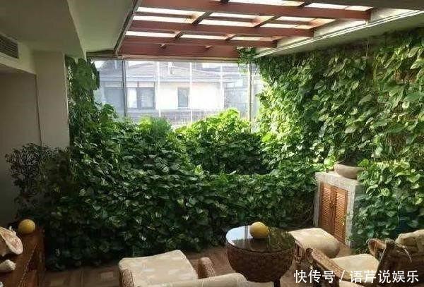 她出差前随手在绿萝花盆里倒了点这个,回家后发现绿萝爬满屋子