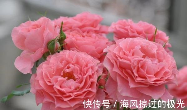 夏洛特|20种月季花品种介绍，简直美爆了！收藏啦……！