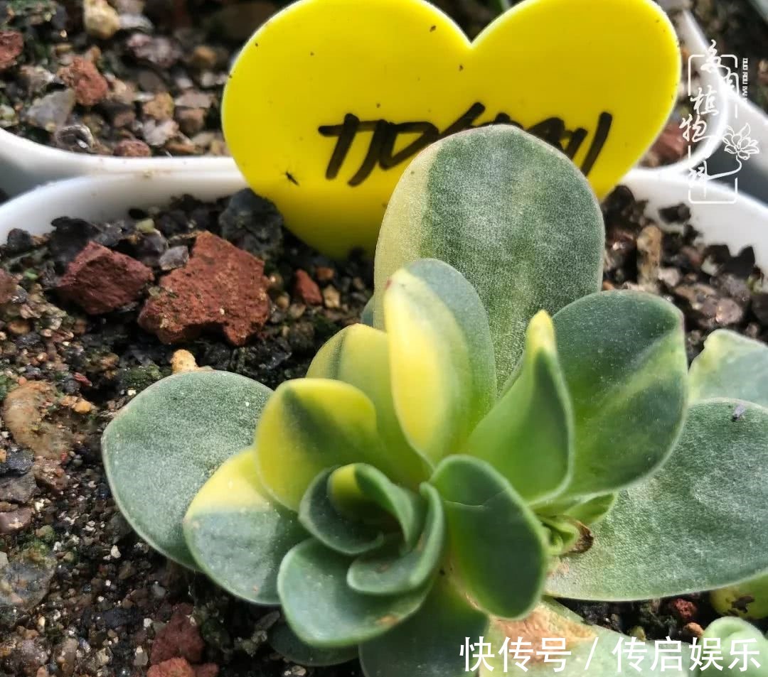 科普“山地玫瑰锦”万中无一,仙气缭绕!附养护知识!