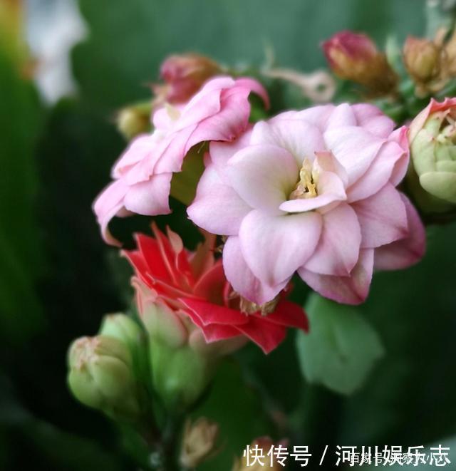 养花|路上遇这“三种花”马上挖回家,遇水易疯长,古代大户人家最爱养