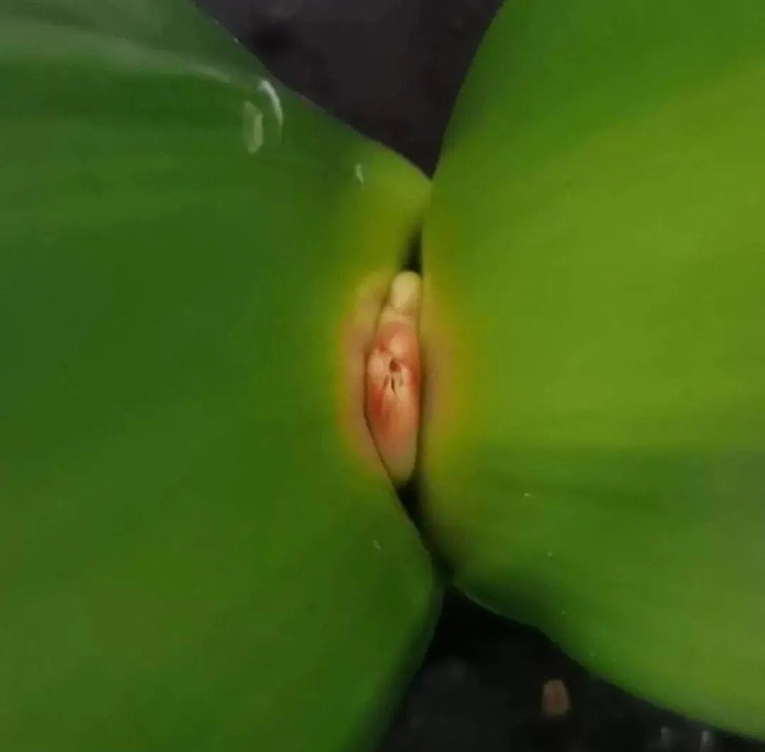 蝴蝶兰开花不是一次性,花后剪一剪,还能继续开花