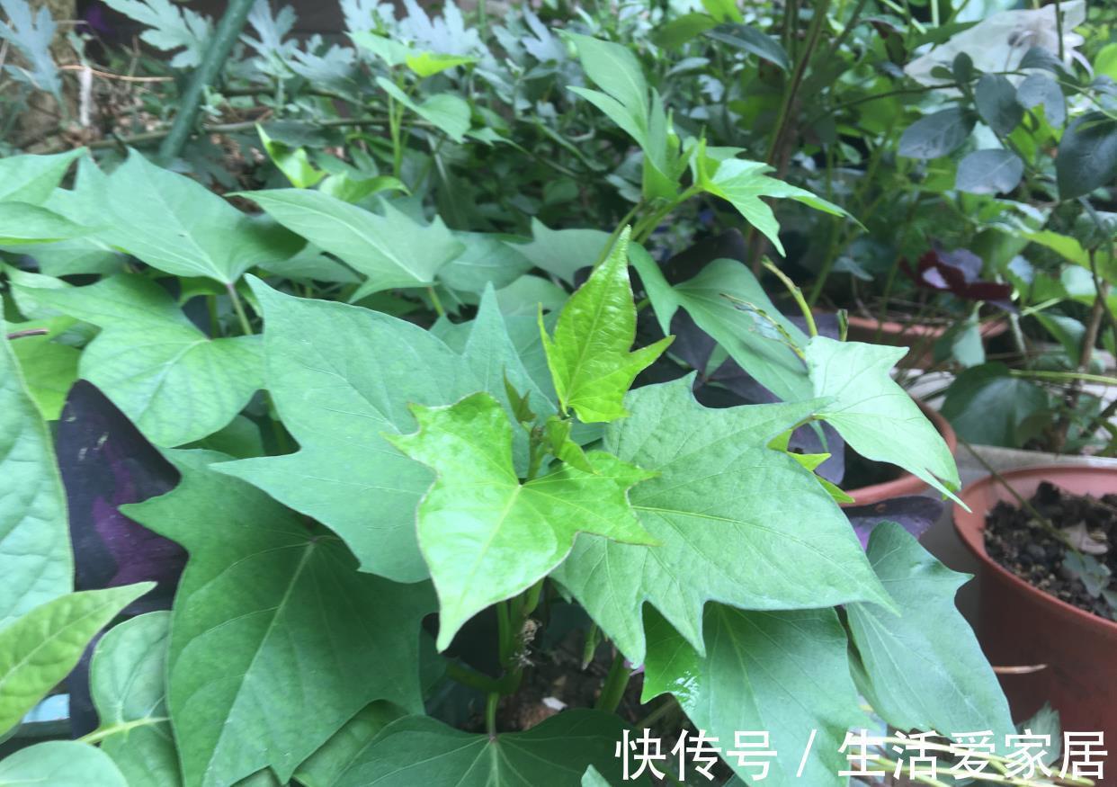 木耳菜|适合夏天种阳台的3种蔬菜，好养又好看，摘了又可以长，吃不停