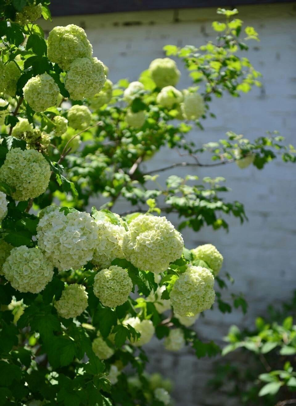 庭院里养“四种花”，漂亮大气又好养，三季有花四季有景