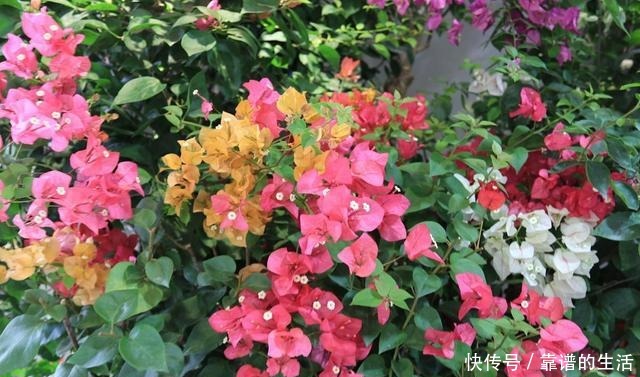 想让三角梅提前发芽,满足2个条件就行!