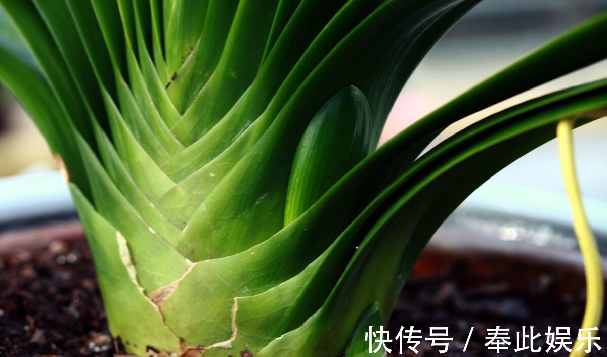 君子兰长得好不好，不在于开不开花，而在于这三个地方