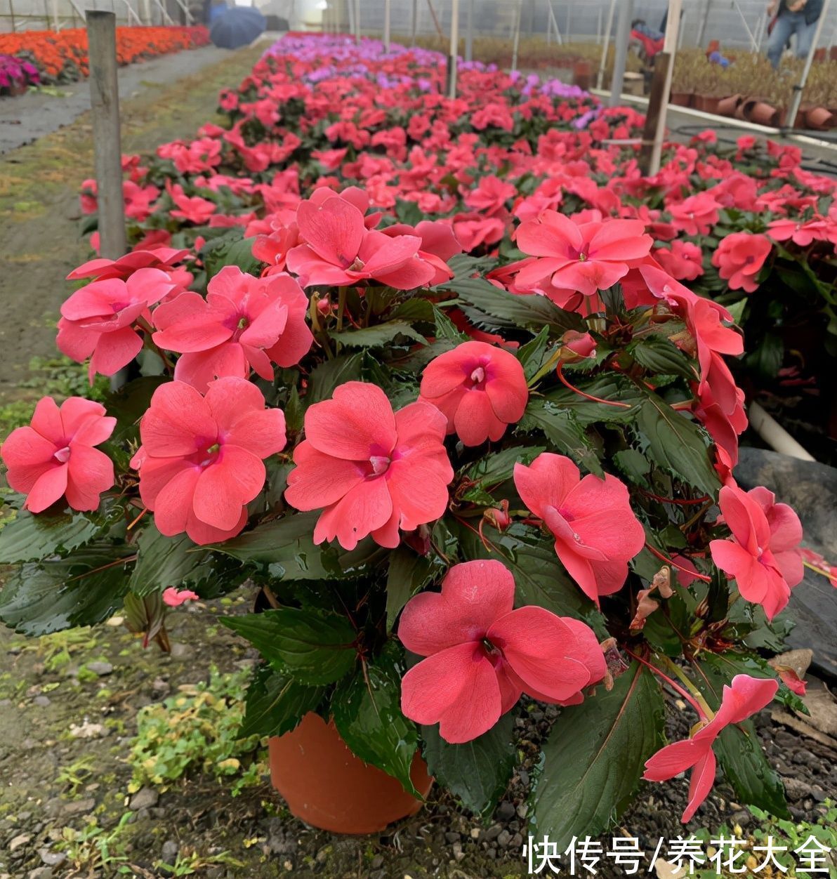 老年人喜欢的7种花,一看见就走不动路,年纪越大越喜欢