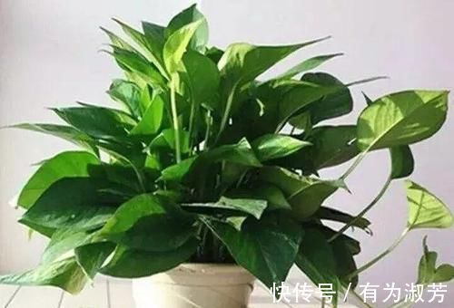 养花不懂换盆?永远等不到植物开花,养一盆黄一盆!