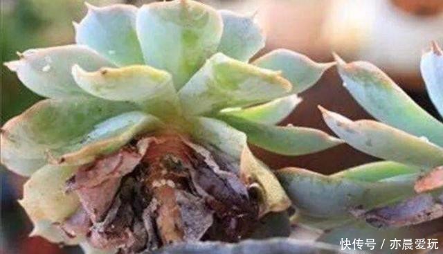 回事|多肉植物,叶子软趴趴的是怎么回事?检查这3个方面