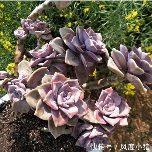 多肉植物|1种多肉植物，容易长出漂亮老桩，养3年就出状态，值得拥有