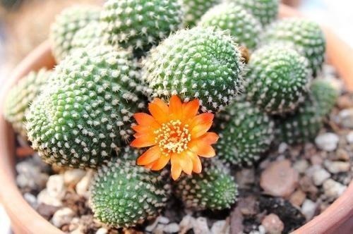 此花被誉为子孙球,花开一茬接一茬,花大色艳,造型独特惹人爱